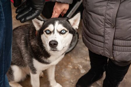 A sullen husky with blue eyes is stroked by the owner.の写真素材
