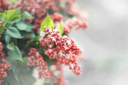 A beautiful bouquet of unusual red lilac selectively focuses on a blurred background. copy spaceの写真素材