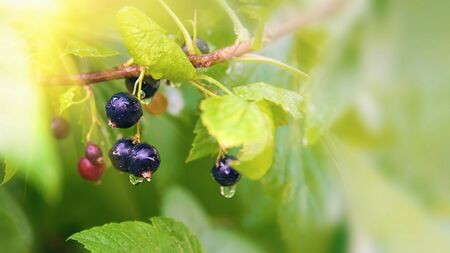 black currant ripe berries on a Bush after rain on a Sunny day. copy space. selective focus.