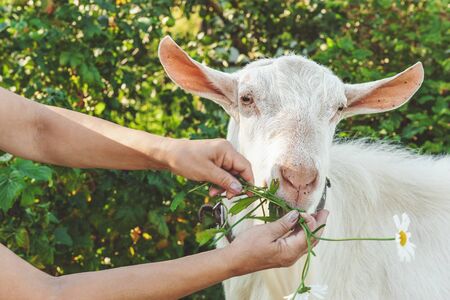 a white goat eats a Daisy from the hands of its owner. Selective focus, close-up.の写真素材
