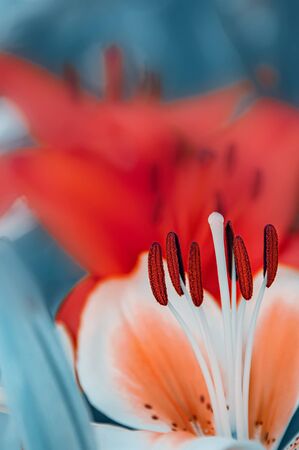 pink and yellow beautiful Lily close-up on a Sunny summer day in the garden on a flower bed. natural floral background.の写真素材