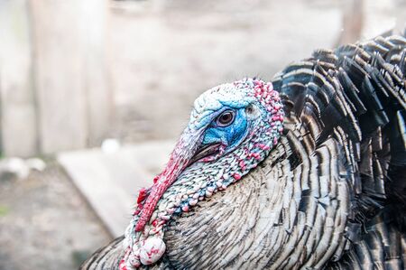 Turkey bird close-up portrait. Detailed portrait of the bird's head. Copy spaceの写真素材