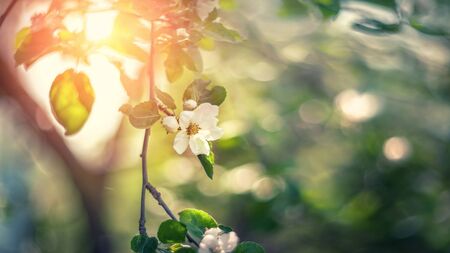 Spring blooming Apple branch at sunset. Beautiful floral background. Wallpaper.