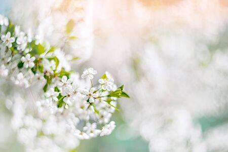 A delicate spring cherry tree in the garden blooms on a blurredの写真素材
