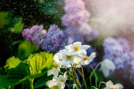 A single Japanese anemone or anemone hupehensis grows in the gardenの写真素材