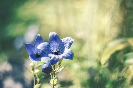 Close up of bellflower Campanula with nature medow beckground. selective focus.の写真素材
