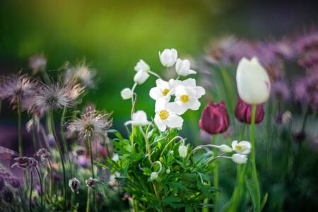 The anemone Bush or anemone hupehensis grows in a flower bed with tulips and other flowers.の写真素材