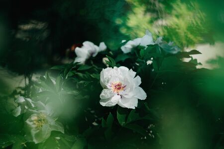 Blooming tree peony after rain.の写真素材