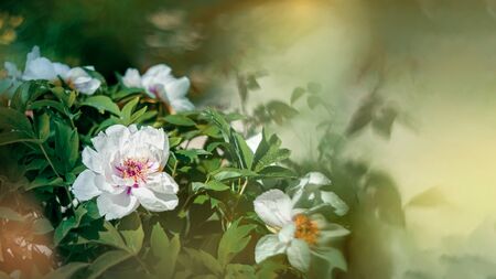 Blooming tree peony after rain.の写真素材