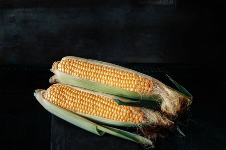 ripe ear of corn lies on a dark background. copy space.の写真素材