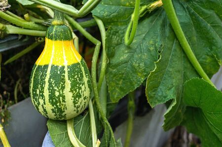 green variegated pumpkin grows in the garden on the bed. Pumpkin plant with fruit in a vegetable garden.の写真素材