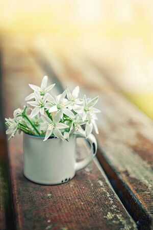 Goose bow is a small white flowers of the snowdrop. Goose onions in the flowering phase.の写真素材