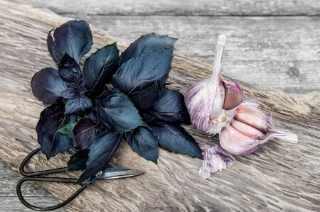 bunch of purple Basil on a wooden table with garlic and scissors. Harvest in the garden.の写真素材