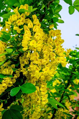 Laburnum anagyroides yellow flowers. Blossoming yellow acacia with leaves on green background. Acacia flowers on long branch. Closeup, selective focusの写真素材