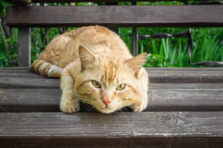 red cat is lying on a wooden bench. green-eyed cat looks at the camera.の写真素材