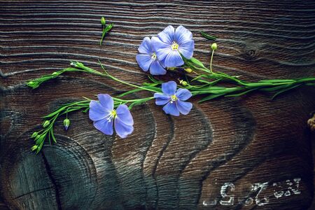 Beautiful delicate flax flower on a beautiful wooden decorative Board. plant of flax from blue flowers on seeds. Selective focus. Copy space.の写真素材