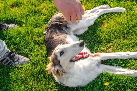 dogs are waiting to play with their owner. The owner plays with Pets. Dogs of the Greyhound breed.の写真素材