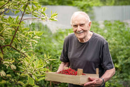 old man holds a wooden box with a red berry. A gray-haired old man is working in the garden, harvesting crops. Happy grandfather smiles.の写真素材