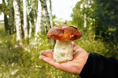 Hand holding a large edible mushroom boletus
