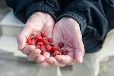 Raspberry in the palm of an old senior man. a close-up image of the hands of an experienced seated...