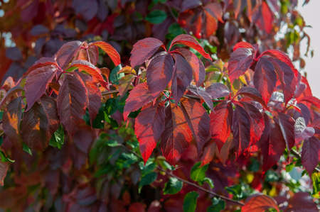 Autumn it is made of bright purple leaves on a Sunny day. Bright foliage color close - up.