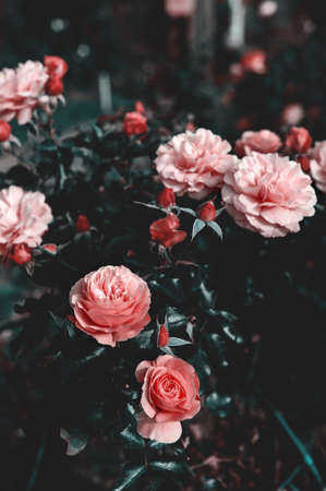 Rose in the garden in retro style. Beautiful pink flowers in a romantic style.