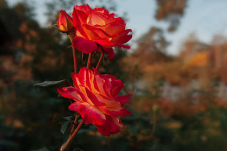 Beautiful large garden rose yellow-orange color of autumn. Large flowers at sunset on the background of autumn foliage. Copy spaceの写真素材