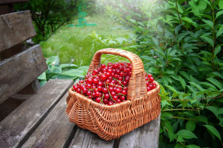 basket of ripe juicy red currants on the background of green leaves of the garden. The red currant berries were collected in a basket and left on the bench.の写真素材