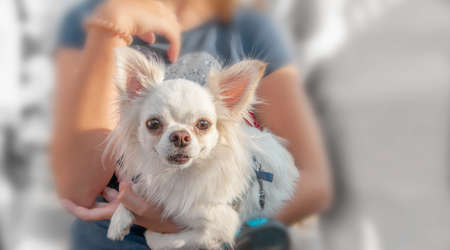 small Chihuahua puppy sits in the arms of the owner. Chihuahua is a breed of miniature indoor dogs. White dog.の写真素材