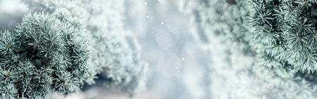 dull green cedar branch in the winter morning light. Monochrome. Christmas background. Copy space. Bannerの写真素材