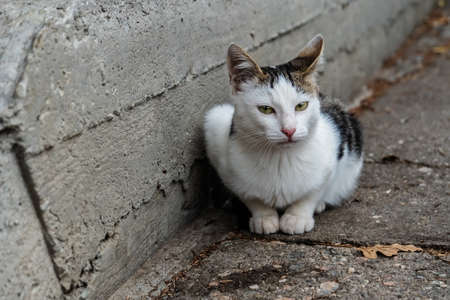 stray beautiful mottled two-colored cat with green eyes sits on the stone parapet of an abandoned building.の写真素材