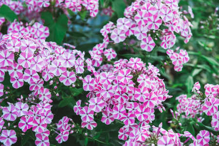 inflorescence flowers pink Phlox close-up in the garden. Bushes of beautiful small fragrant pink flowers in the garden.の写真素材