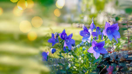 Purple flower bells blooms in the garden. Delicate blue flowers in the shape of a bell. Copy space.の写真素材