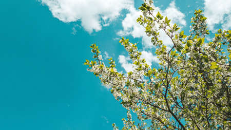 Spring blooming branch against the blue sky. Soft focus, spring background, copy space.の写真素材