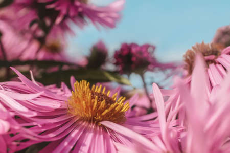 pink chrysanthemums on a blurry background. Beautiful bright chrysanthemums bloom luxuriantly in the...
