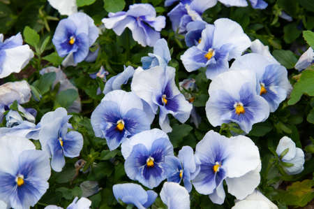 Viola tricolor pansies, flower bed. Violets are blue in urban landscaping and landscape design.
