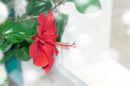 Red Hibiscus flower on the window. Close-up, copy space.の写真素材