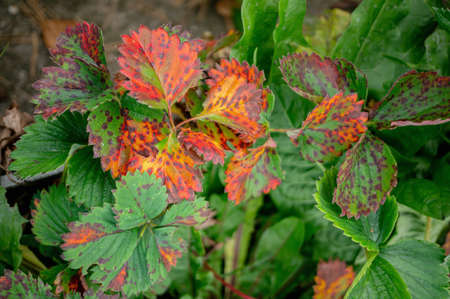 Sick strawberry bushes. Fungal diseases of strawberry leaves. Rust, brown leaf spot, Verticillium...