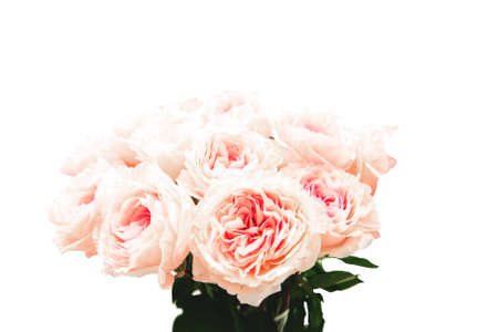 bouquet of large delicate pink roses is isolated on a white background. copy space.
