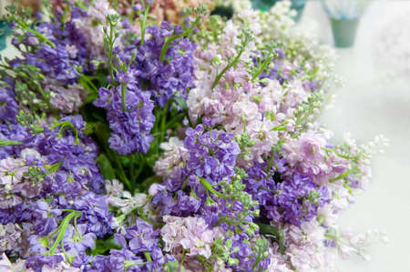 Large bouquet of matthiola close-up. Lilac delicate flowers - floral background.