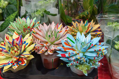 Close-up of echeverria flowers painted with paint to give brightness and originality. The flowers are prepared and put up for sale in the window of a flower shop.の写真素材