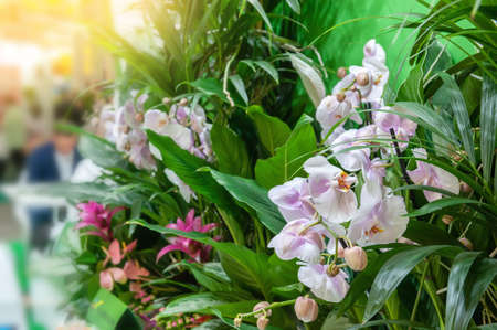 Pink phalaenopsis orchid flower with other plants on the light background of the great hall. The...