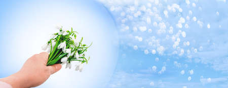 A bouquet of snowdrops in your hand is a symbol of spring and purity. Galanthus nivalis or common snowdrop-blooming white flowers in early spring in the forest. Space for the text. Banner. Bokeh.の写真素材