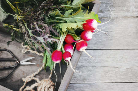 bunch of radish on a rustic wooden background. The harvest of ripe juicy radishes from the city garden lies in a wooden box. Copy space. Top view.の写真素材