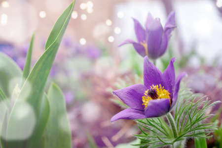 Purple flowers, pulsatilla, which has another name Sleep grass or Dream grass, is one of the...