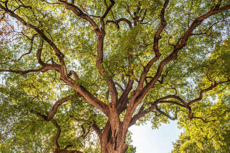 Vegetable natural background of a mighty branching tree against the sky. The background can symbolize strength and power.の写真素材