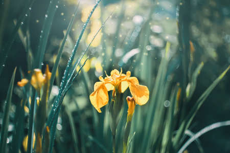 natural background of yellow marsh irises. Yellow irises grow in a swamp. beautiful banner made of...