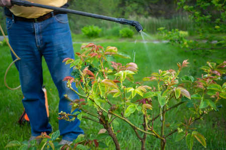gardener treats the affected flower plants. Treatment of roses from fungal diseases. Pest control in the gardenの写真素材