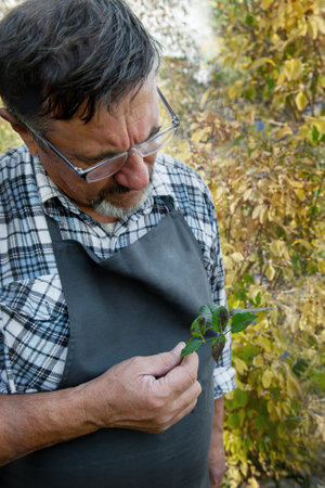 elderly gardener studies the affected rose leaf. The rose leaf is affected by fungal diseases. Brown...