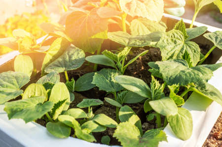 Cucumber seedlings in a cardboard box. Refusal to use plastic in gardening. Growing eco-friendly...